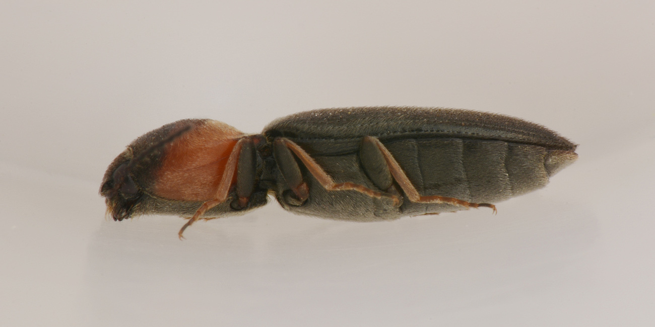 Cardiophorus italicus, Elateridae